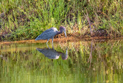 12th Aug 2024 - Little Blue Heron Scoping the Waters!