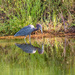 Little Blue Heron Scoping the Waters! by rickster549