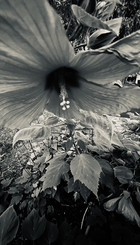 Hibiscus  by sjgiesman