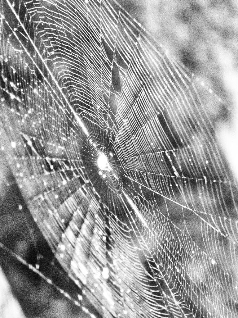 Web by edorreandresen