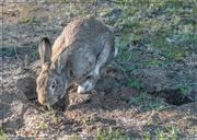 13th Aug 2024 - He dug another hole