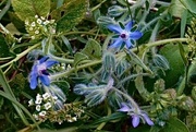 13th Aug 2024 - Borage: A pollinator extraordinaire