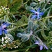 Borage: A pollinator extraordinaire by beverley365