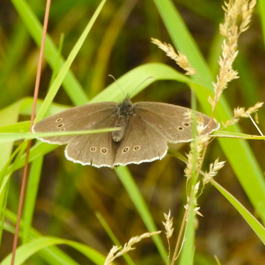 Ringlet Butterfly by oldjosh