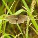 Ringlet Butterfly by oldjosh