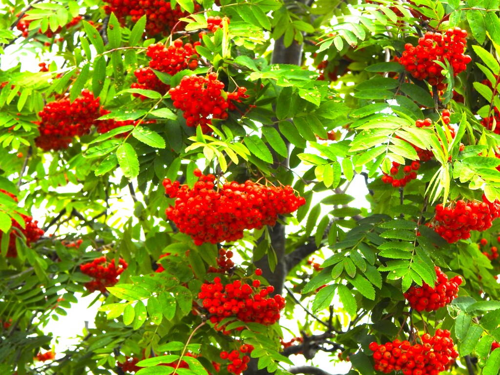 Rowan Berries by oldjosh