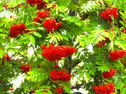 6th Jul 2024 - Rowan Berries