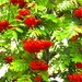 Rowan Berries by oldjosh