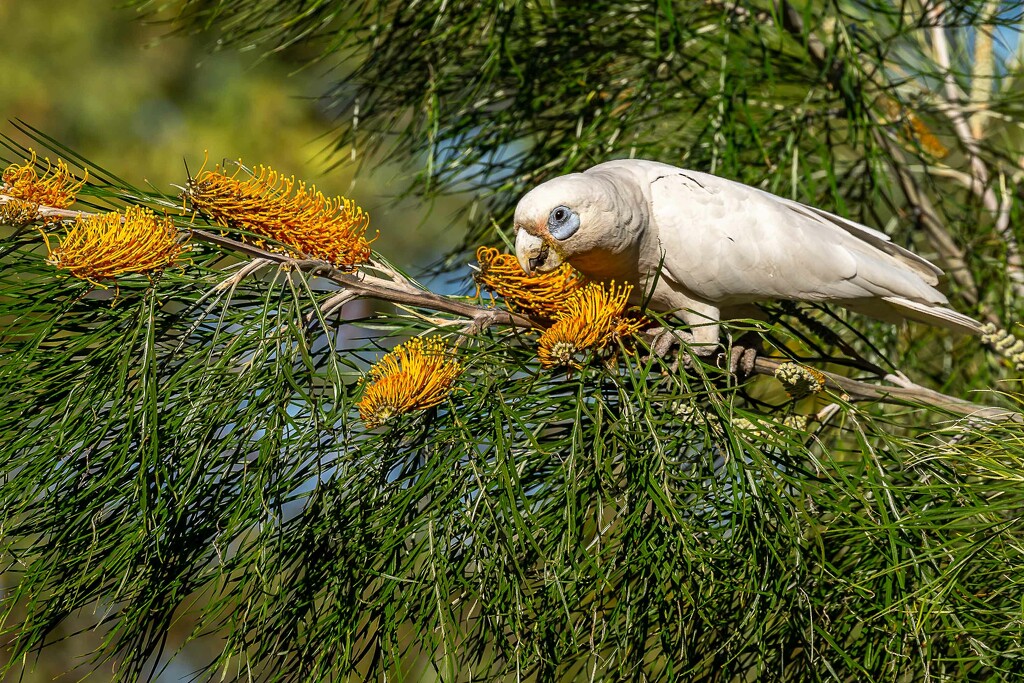 Corella in the grevillea by pusspup