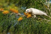 12th Aug 2024 - Corella in the grevillea