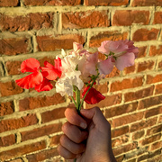 12th Aug 2024 - Sweet Peas