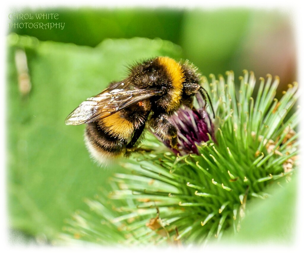 White-Tailed Bumble Bee by carolmw