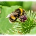 White-Tailed Bumble Bee by carolmw