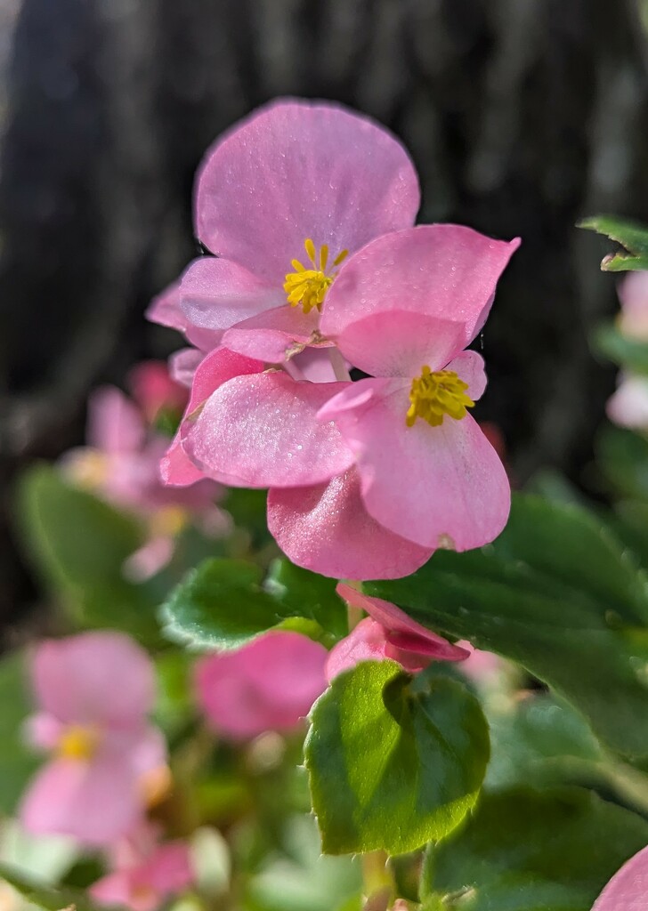 Begonia by julie