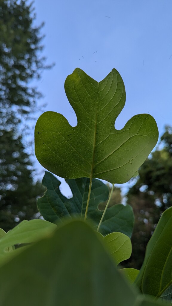 Tulip Tree Leaf by julie