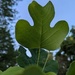 Tulip Tree Leaf by julie