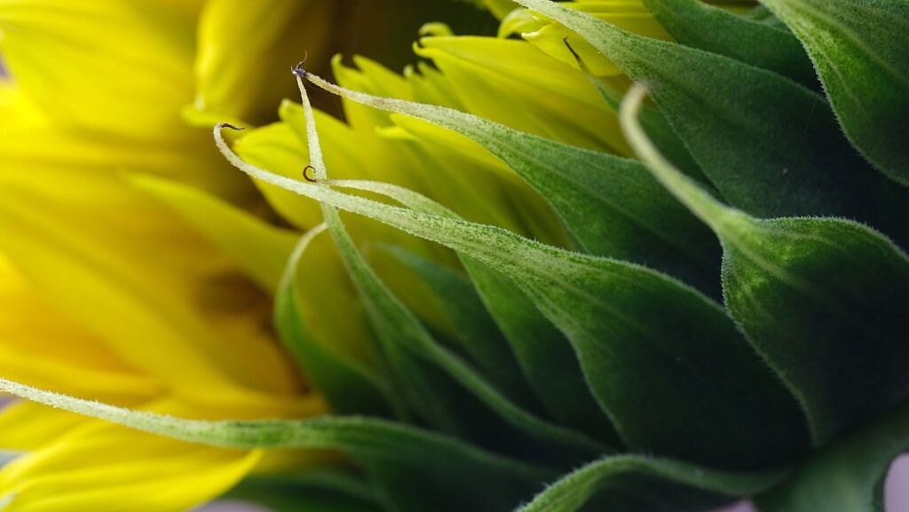 sunflower bud by kametty