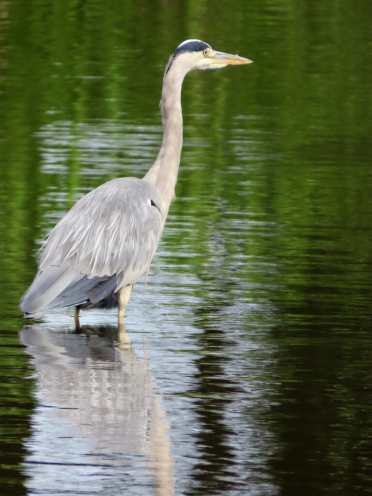 The Fradley Heron by orchid99