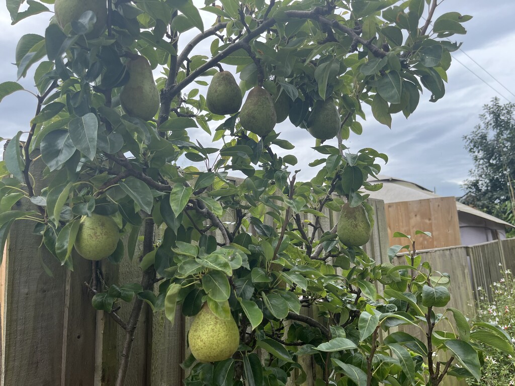 Pears by helenawall