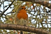 13th Aug 2024 - Singing robin 