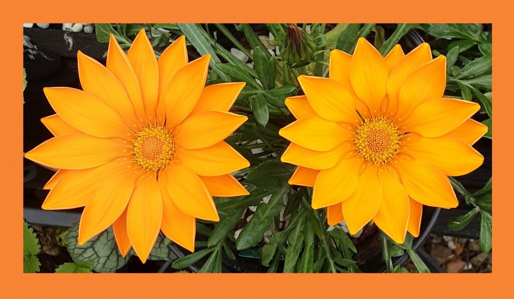  Two Orange Gazanias.  by grace55