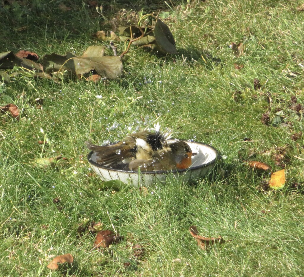 Robin having a bath by felicityms