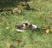 13th Aug 2024 - Robin having a bath