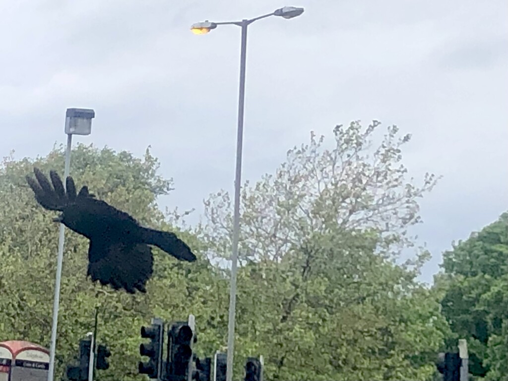 A crow over the car park  by sleepingexplorer