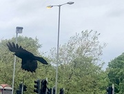 13th May 2024 - A crow over the car park 