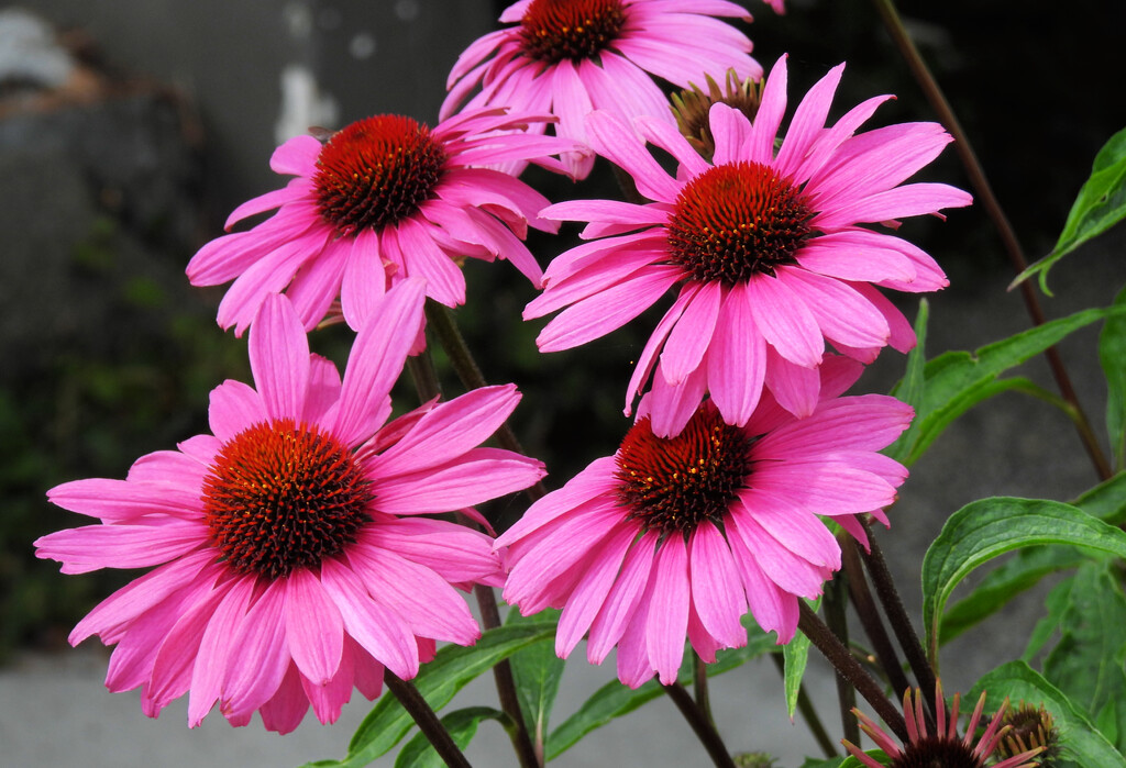 Cone Flowers by seattlite