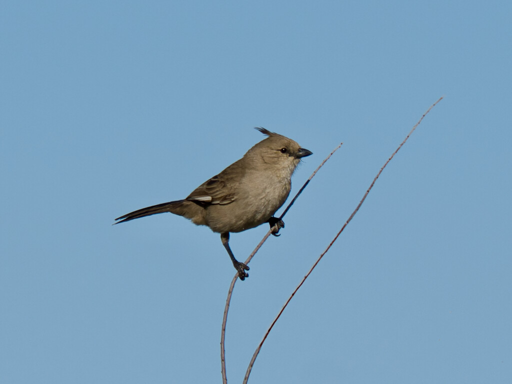 Chiming Wedgebill P8132995 by merrelyn