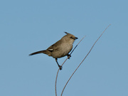 13th Aug 2024 - Chiming Wedgebill P8132995