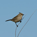 Chiming Wedgebill P8132995 by merrelyn