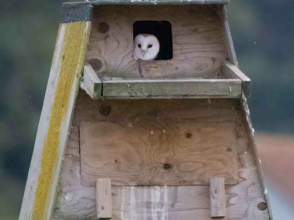 Owlet first view of the world. by padlock