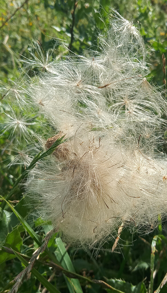 Thistle seeds by 365projectorgjoworboys