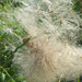 Thistle seeds by 365projectorgjoworboys