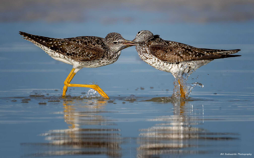 Wrestling at the beach by photographycrazy