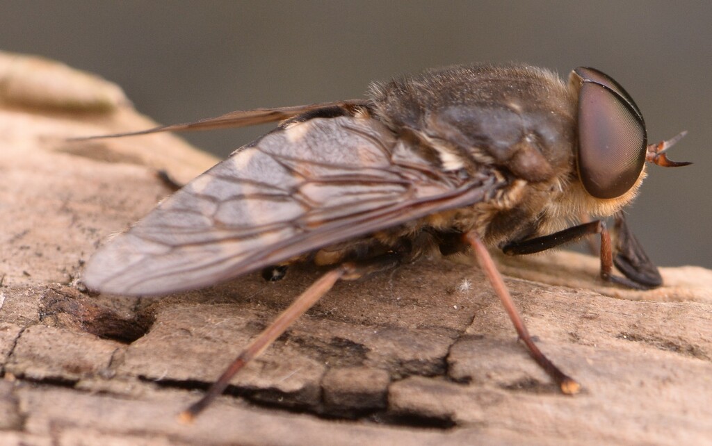 Unknown~~~~(now know Horsefly) by ziggy77