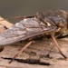 Unknown~~~~(now know Horsefly)