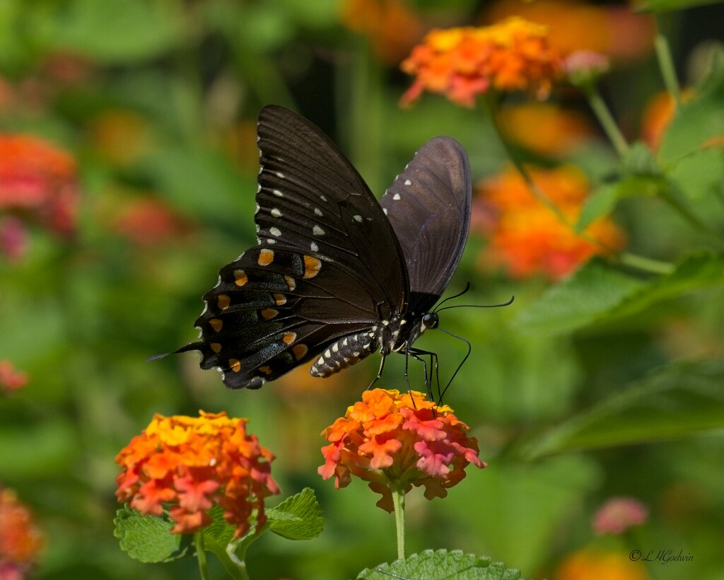 LHG_2804pipevine swallowtail by rontu