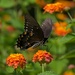 LHG_2804pipevine swallowtail by rontu