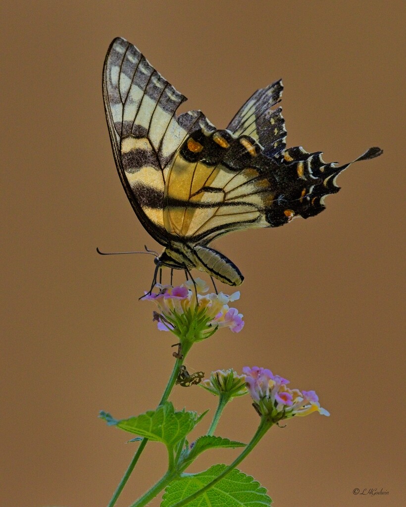 LHG_2835 Eastern tiger swallowtail by rontu