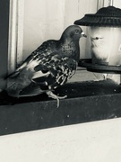 13th Aug 2024 - Hungry Pigeon