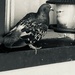 Hungry Pigeon by spanishliz