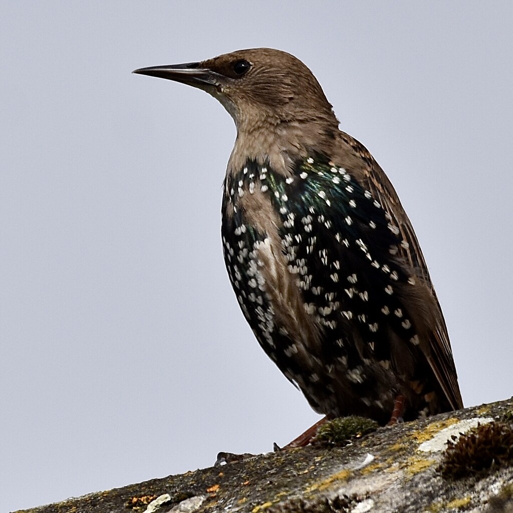 Starling by wakelys