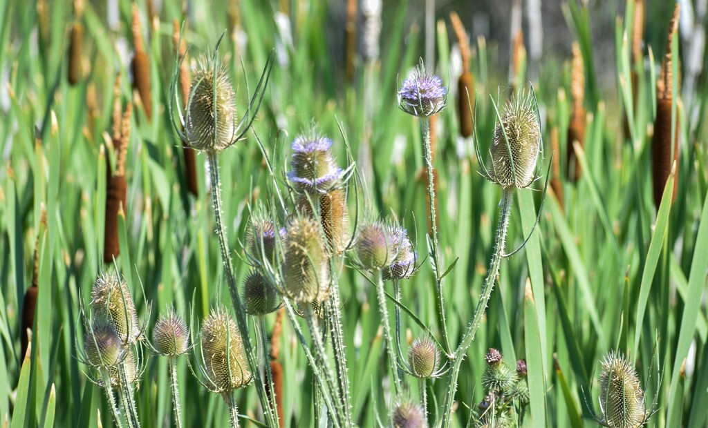 Cattails And Thistles by bjywamer