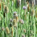 Cattails And Thistles by bjywamer