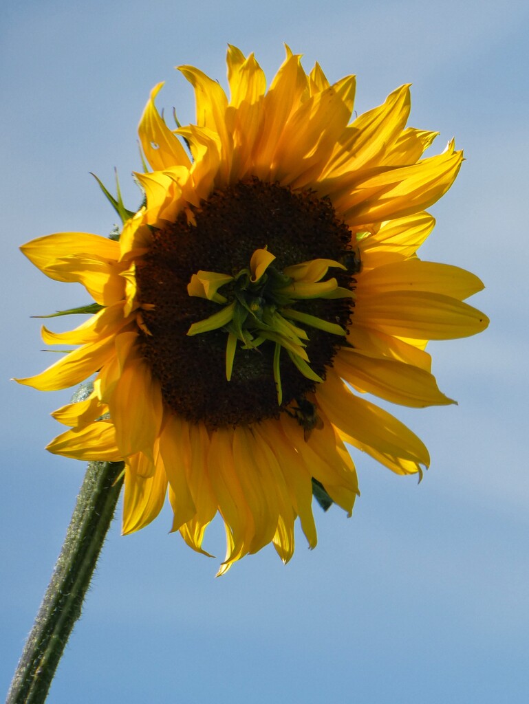 Sunflower Within a Sunflower  by 30pics4jackiesdiamond