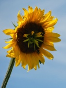 13th Aug 2024 - Sunflower Within a Sunflower 