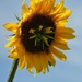 Sunflower Within a Sunflower  by 30pics4jackiesdiamond